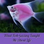 What Fish-Gazing Taught Me About Life
